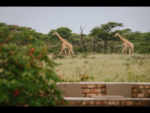 kambaku wildlife reserve namibia live webcam