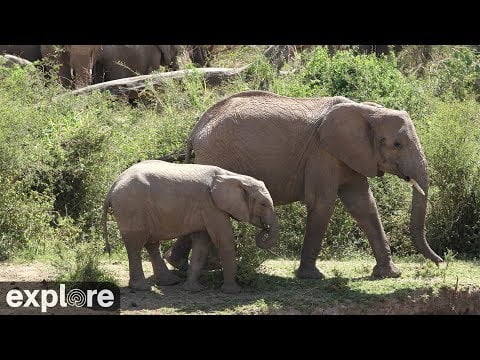 nanyuki kenya live cam