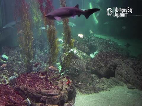 Monterey Bay Aquarium Live Cam, California