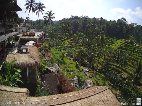 tegallalang rice fields indonesia