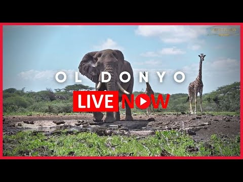 ol donyo lodge kenya live webcam