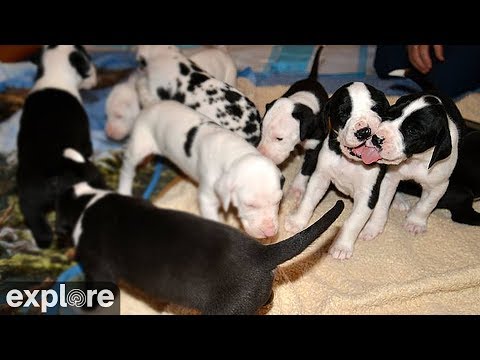 Great Dane Puppy Nursery, Ipswich, Massachusetts live webcam