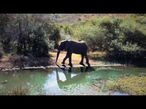 kwa maritane pilanesberg, south africa live webcam