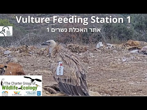 Hula Nature Reserve, Israel live webcam