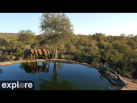 rosie's pan south africa live cam