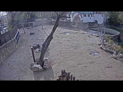 Budapest Zoo webcam, Hungary