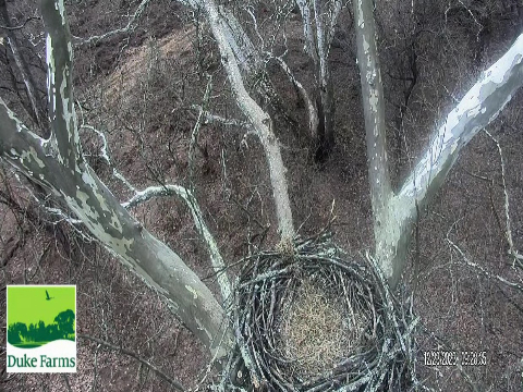 Duke Farms Eagle Cam, Hillsborough, New Jersey