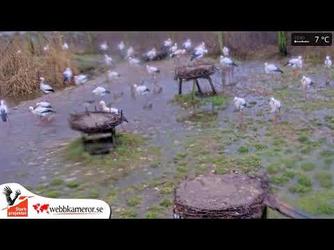 Fulltofta Stork Enclosure Webcam, Sweden