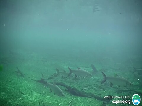 Save the Manatee Club Cam, Longwood, Florida